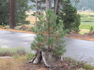 Pine tree